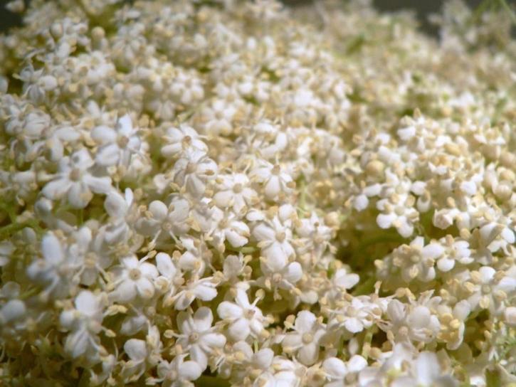 bílé drobné květy, flora
