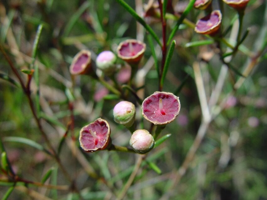 empty-seed-cups-from-geraldton-wax-flowers-candlewood-western-australia-850x638.jpg