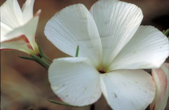 white flower, plant, petals, up-close, linanthus dichotomus