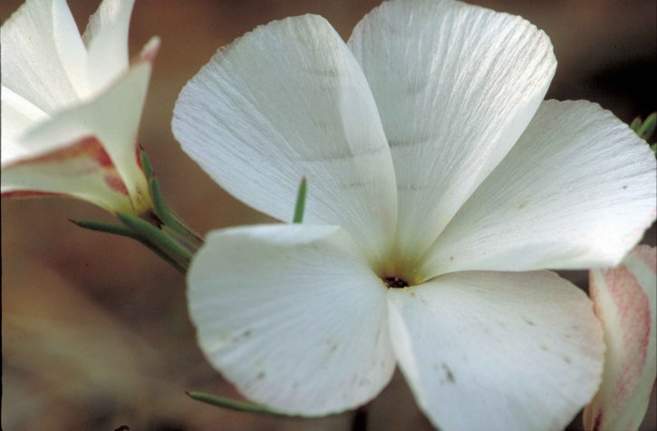 bunga putih, tanaman, kelopak, up-close, linanthus dichotomus