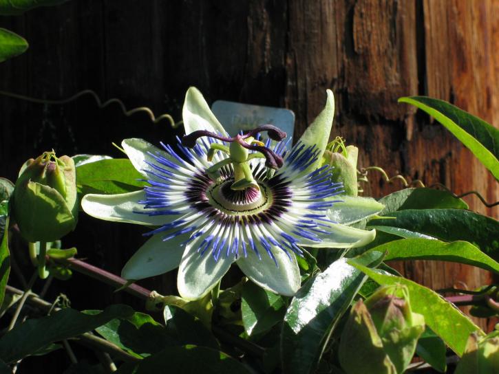 exótico, selva tropical, flor