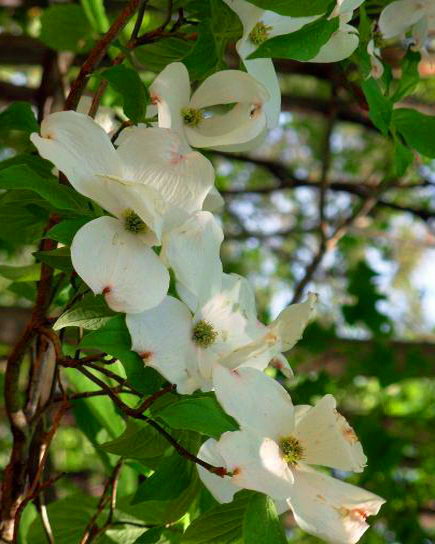 up-close, flowers, tree, dogwood, blossom