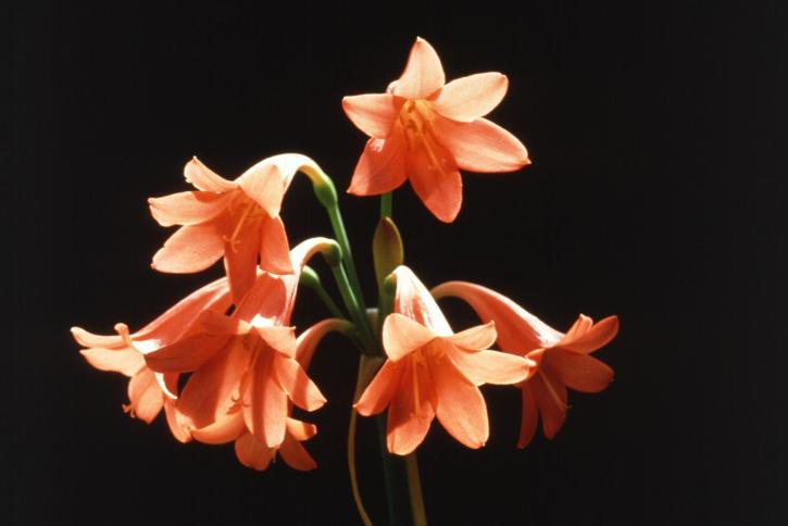 Feuer, Lilie, cyrtanthus, hybrid, Blume
