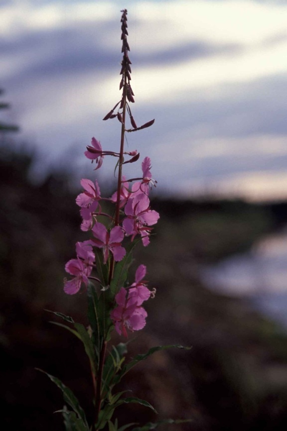 fireweed, plant, flower