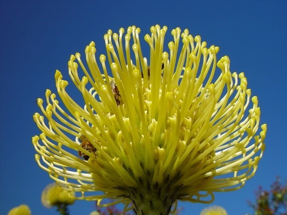blomst, gylne, banksia, protea