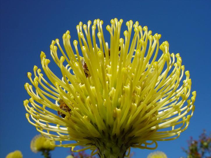 blomst, gyldne, banksia, protea