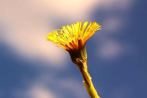 fleur jaune, macro, de près, la floraison, ciel
