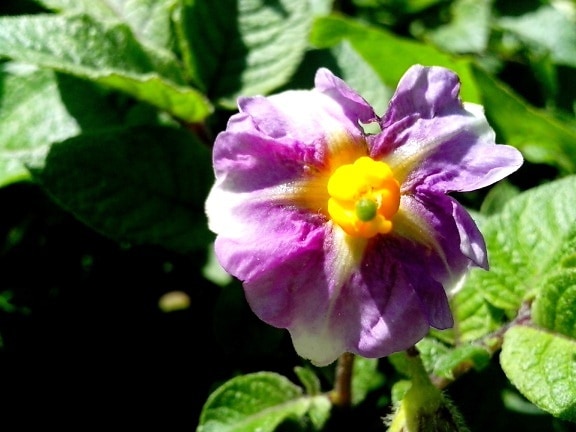 flower, potato