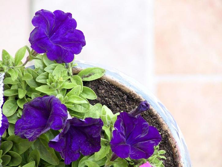 flower, purple, plant