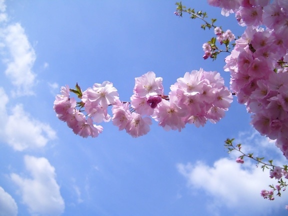 ซากุระบาน ซากุระ ดอกไม้