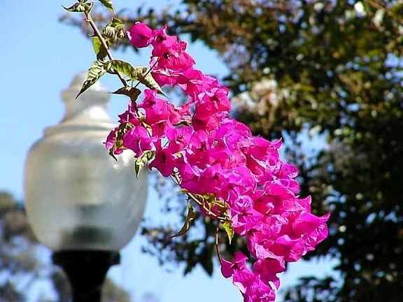 flowers, lamps, posts, lights