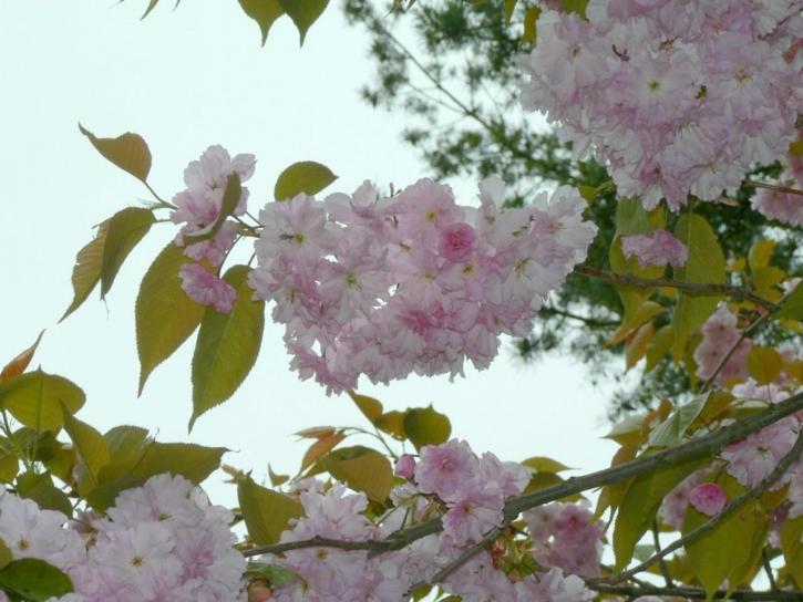 flowers, tree