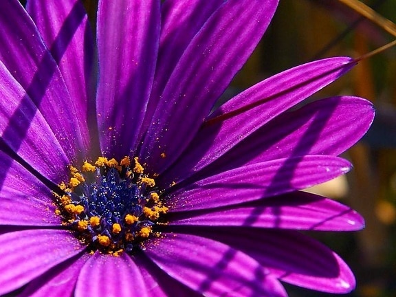 flowers, pollen, purple