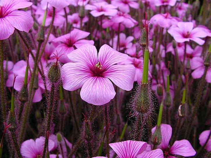 bunga, ungu