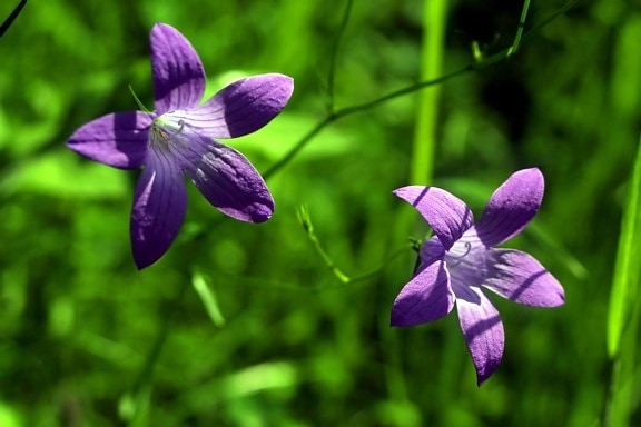 花, 紫色, 草