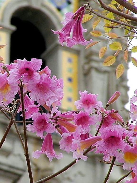 flowers, towers, petals, arches, leaf, leaves