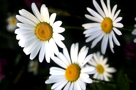 fleurs, blanc, élevé, définition