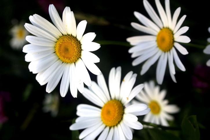 flores, blanco, alto, definición