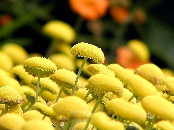 blomster, gul