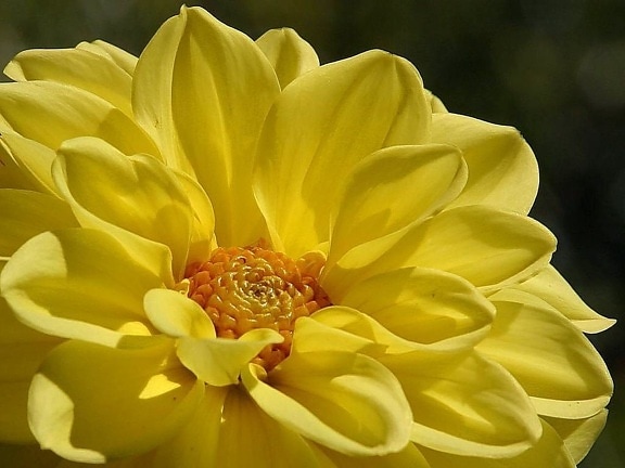 flowers, yellow, petals