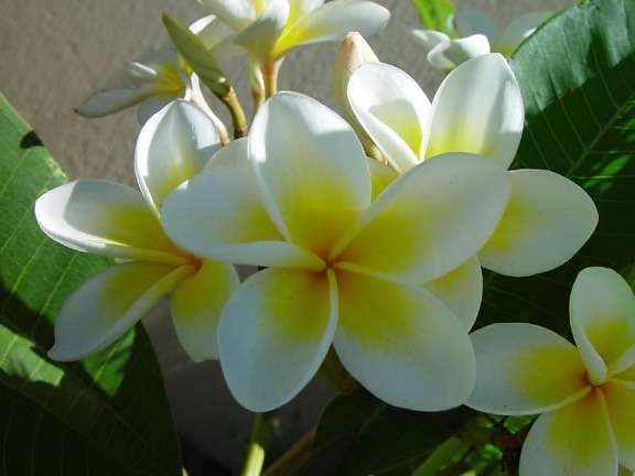 Free picture: frangipani, flower, white flower petals, up-colse, green ...