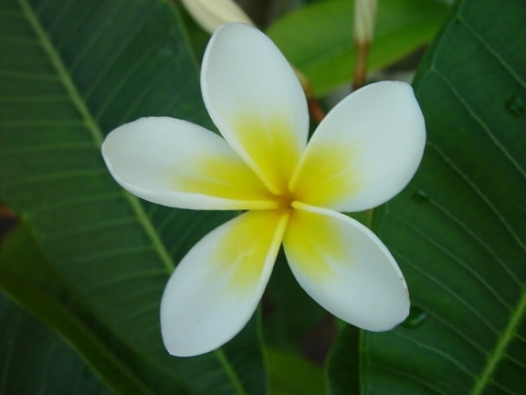 frangipani, 꽃, 흰 꽃 꽃잎, 최대 colse, 녹색 잎