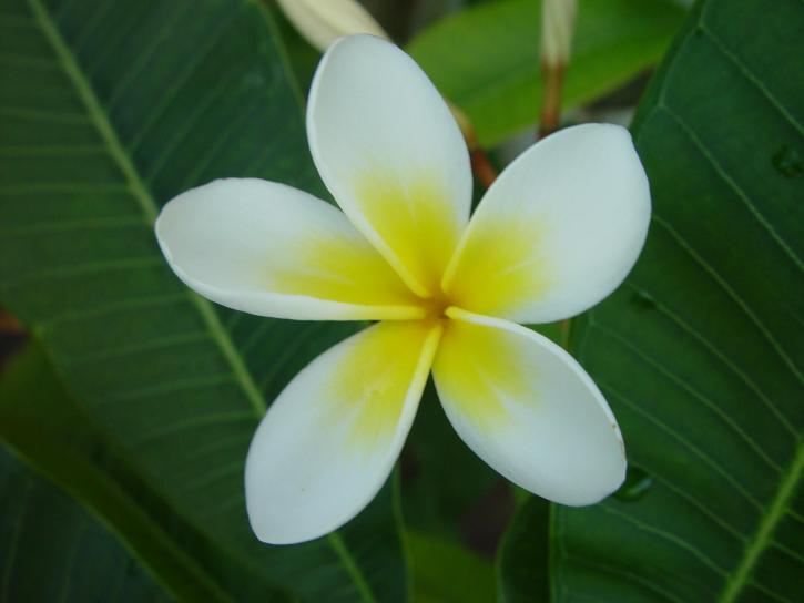 frangipani, flower, white flower petals, up-colse, green leaves