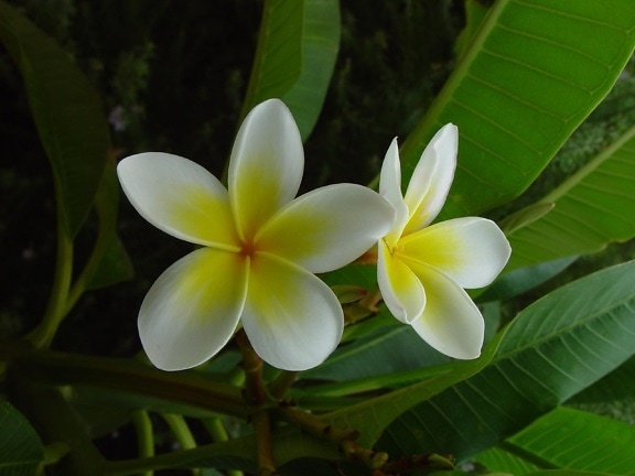 frangipani, flor, plumeria