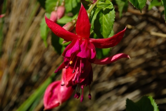fuschia, flower