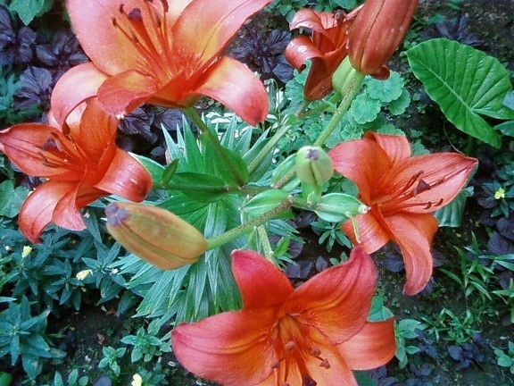 trädgård, Posas, ljus orange blommor