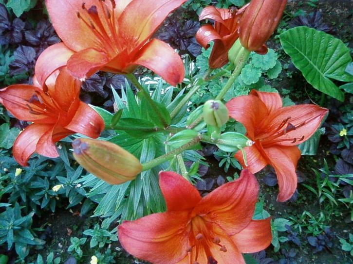 Tuin, up-close, licht oranje bloemen