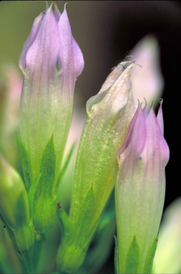 gentian up-close, kaku, tanaman, halus, lavender dan hijau, bunga, bunga, gentiana, quinquefolia