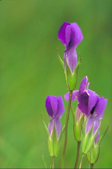 gentiana, detonsa, fringed, gentian, flowers, purple