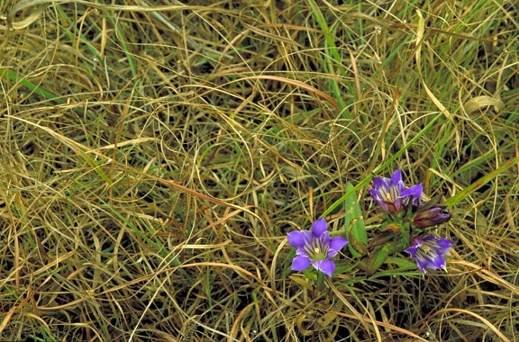 prairie, gentian, solidago, nemoralis, purple, blossoms, growing, curly, grass