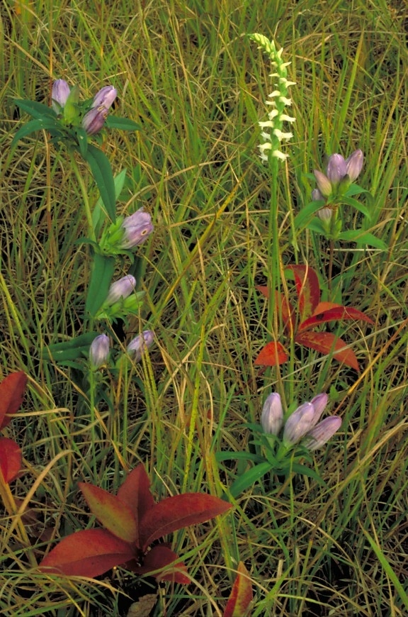 gentian, flowers, field, grass
