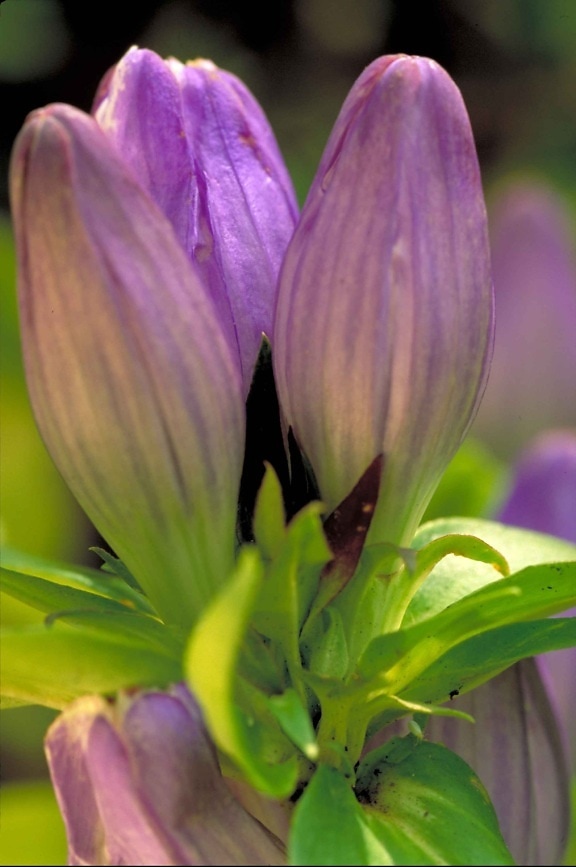 リンドウ、植物、紫色の花、花びら