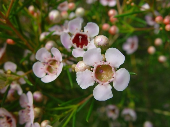 Geraldton, viasz, virágok