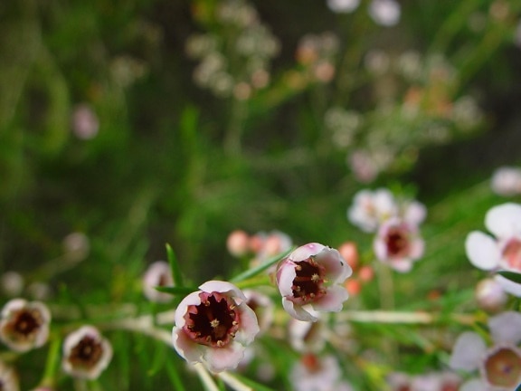 Geraldton, balmumu, yakın, çiçekler