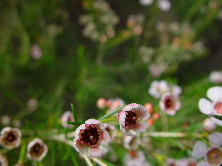 Geraldton, lilin, up-close, bunga
