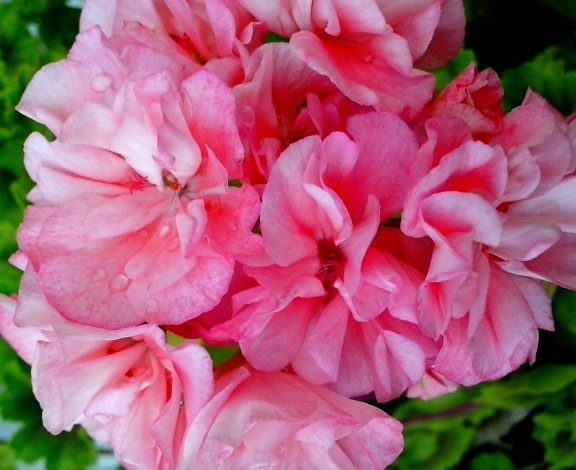 pink, geranium, flowers, up-close, petals