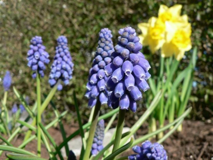 drue, hyacinth