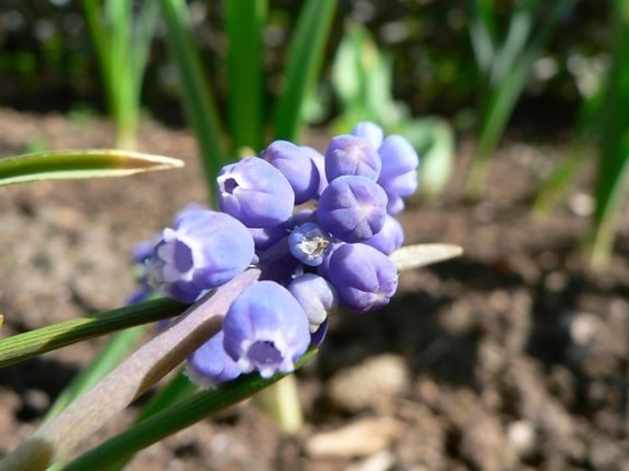 druif, hyacinten, plant