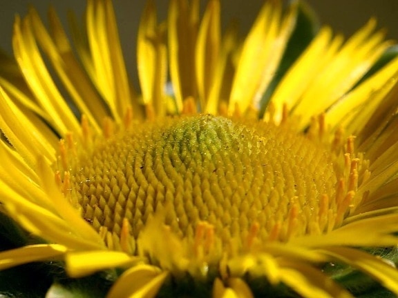great, big, yellow flower, macro, image