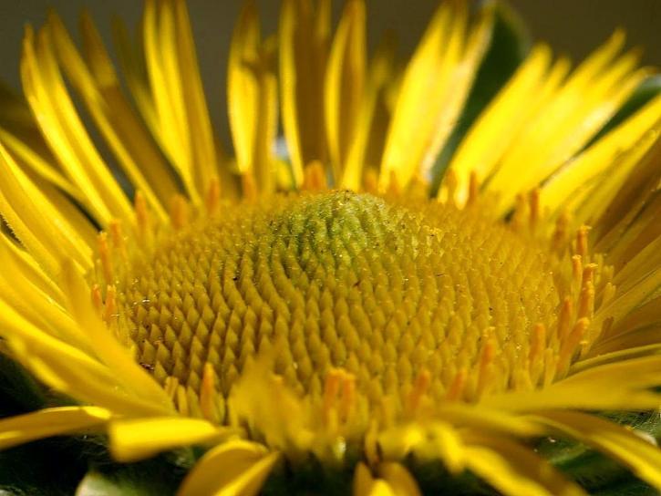 偉大な大きな黄色の花, マクロ, 画像