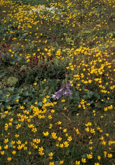 хол, остров, диви цветя, блато, saxifrage