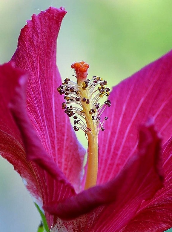 hibisco, hermoso, flor roja