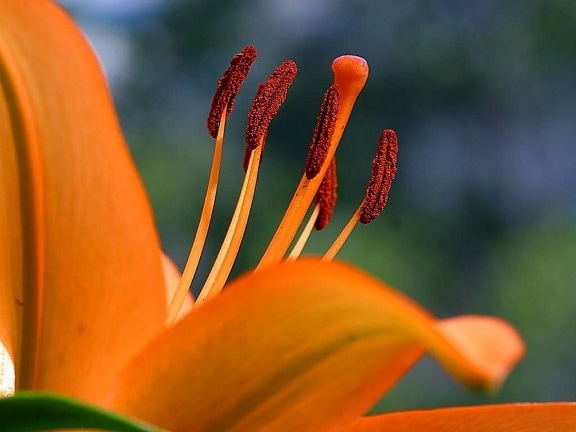 laranja, flor vermelha, hibisco