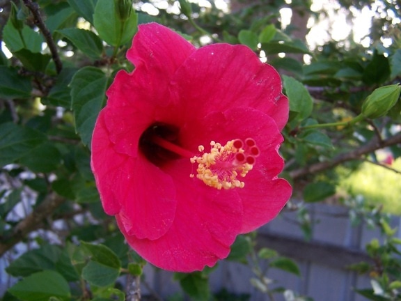 red, hibiscus, flower
