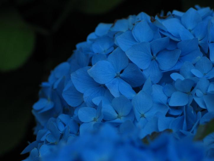 modrá, hortenzie, kvet, zblízka