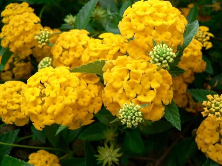 Gouden, bloem, Hortensia